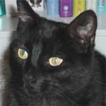 Bagheera