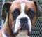 Northampton County Animal Shelter North Carolina
