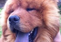 Chows In Need