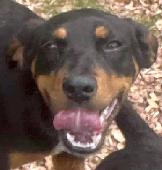 32 Black and tan female
