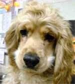 Cocker Spaniel Rescue