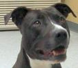 Giles County VA Animal Shelter,